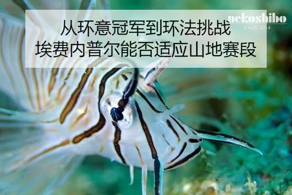 cong-huan-yi-guan-jun-dao-huan-fa-tiao-zhan-ai-fei-nei-pu-er-neng-fou-shi-ying-shan-di-sai-duan-2-602.jpg